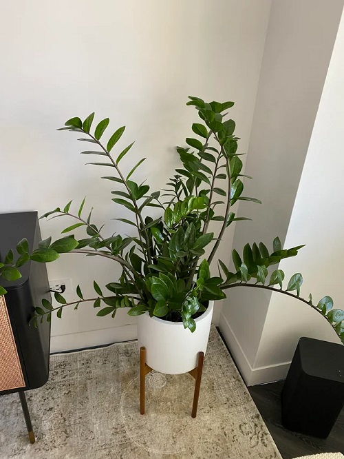 Indoor Plants that Thrive in Corners Most People Ignore