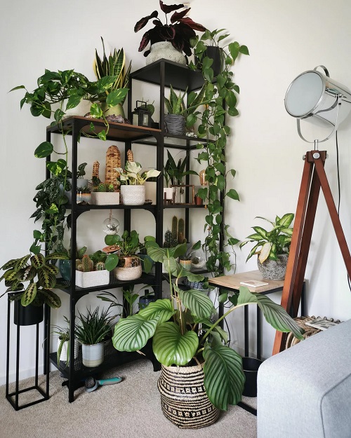 Indoor Plants that Thrive in Corners Most People Ignore