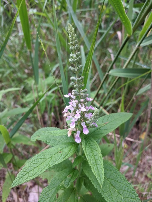 amazing Common Purple Flower Weeds in Grass