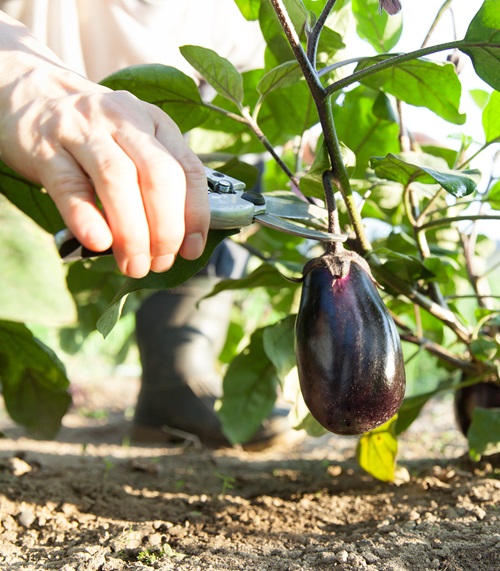 How to Prune Eggplants for Super Harvest