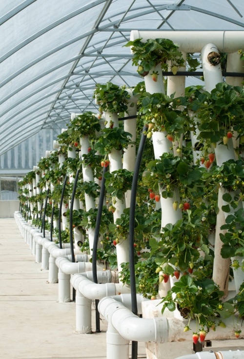 Essentials for Growing Hydroponics