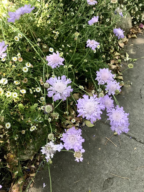 Common Purple Flower Weeds in Grass