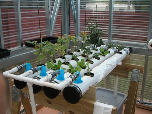 Growing Hydroponic Strawberries in NFT System