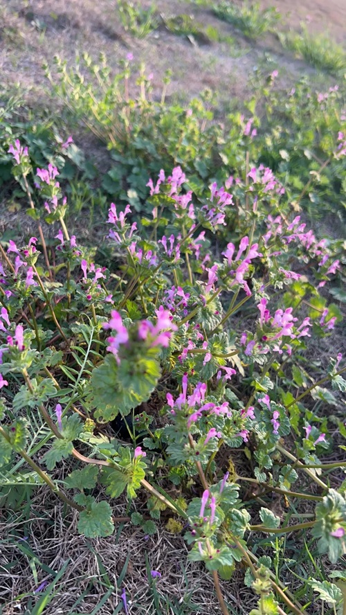 best Common Purple Flower Weeds in Grass