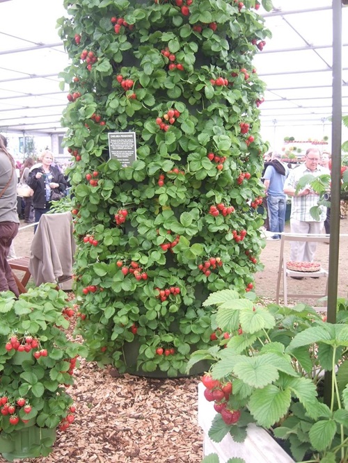 Growing Strawberries Hydroponically