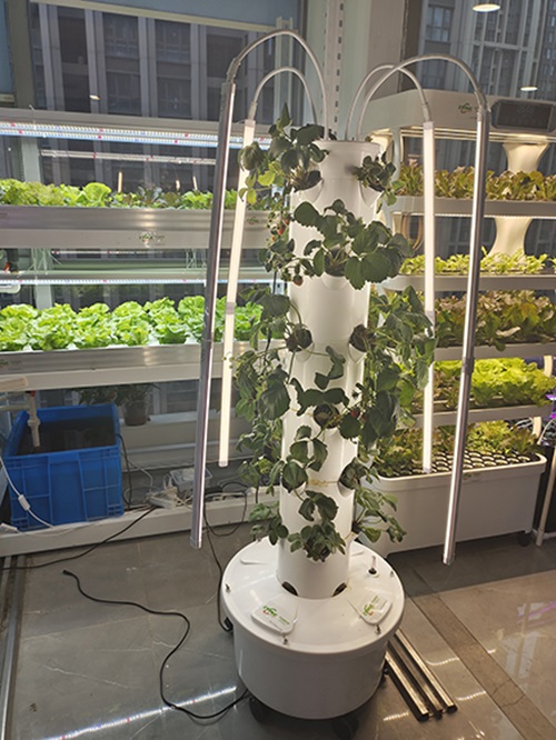 Hydroponic Strawberry Tower