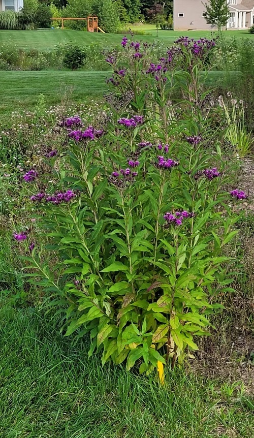 best Common Purple Flower Weeds in Grass