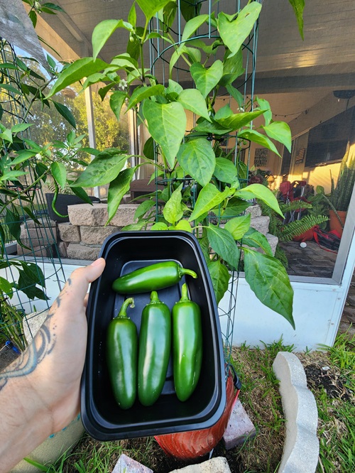 How to Harvest Jalapeños