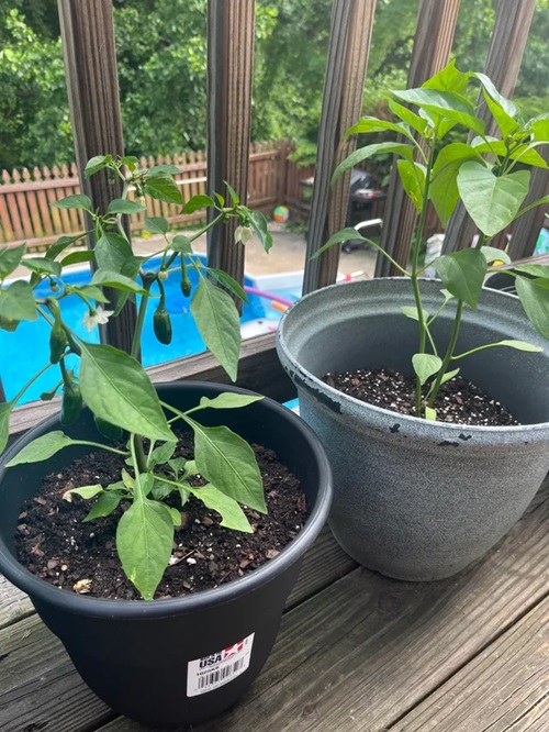 Size of Jalapeno Plants