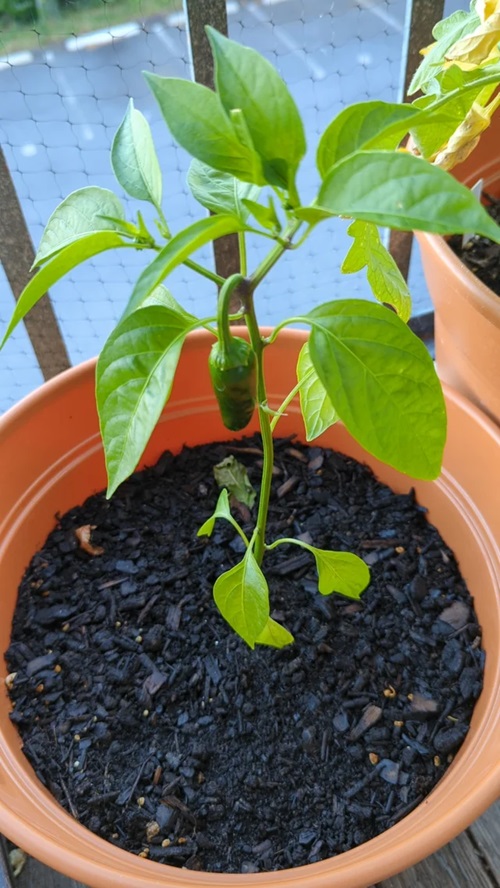 How to Grow Jalapeños in Pots