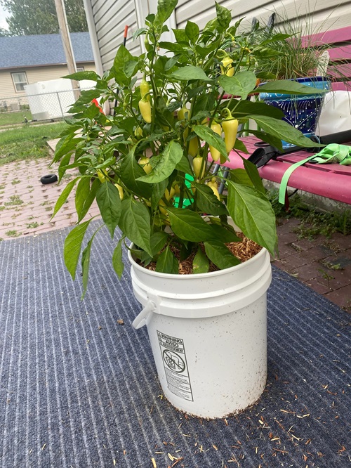 Jalapeño Plant Care