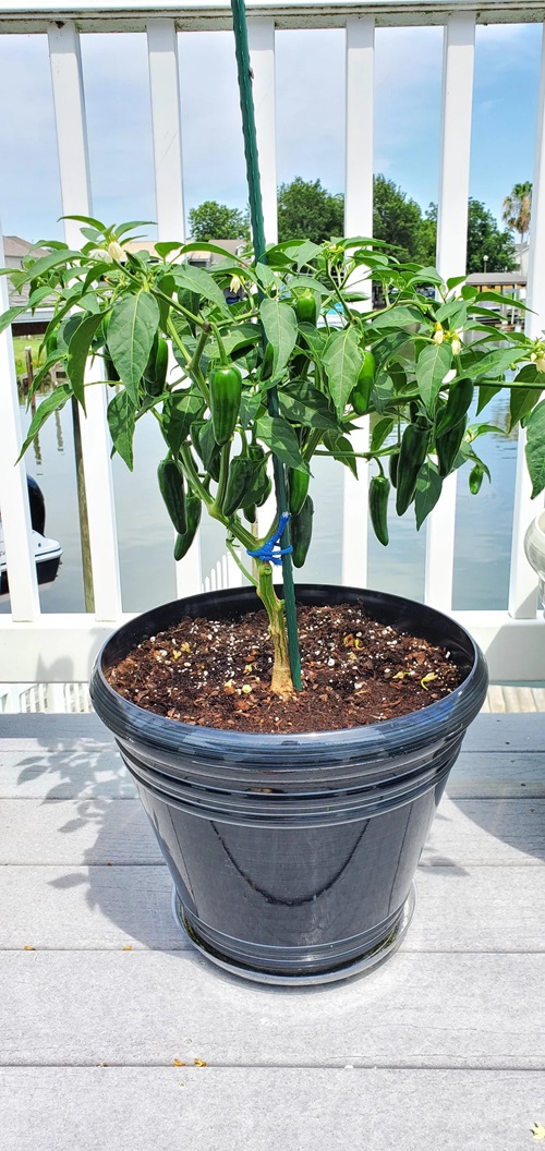 Requirements for Growing Jalapeños in Pots