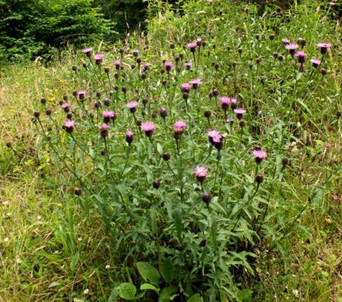 beautiful Common Purple Flower Weeds in Grass