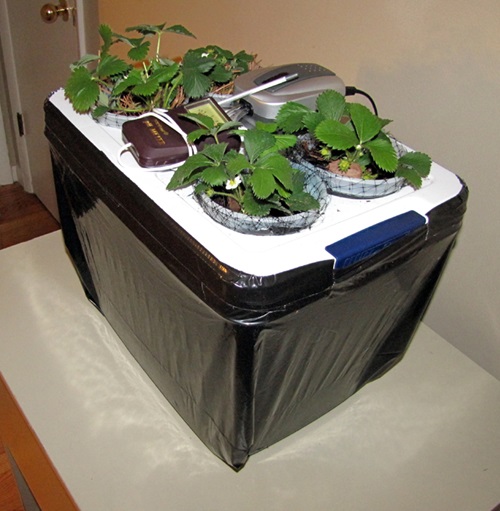 Mini-Hydroponic Strawberry Farms