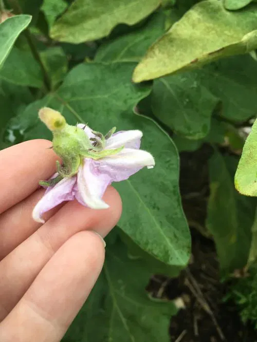 Pinch New Blooms 4-5 Weeks Before the First Frost