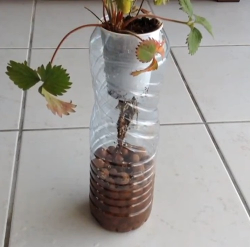 Plastic Bottle Hydroponic Strawberry