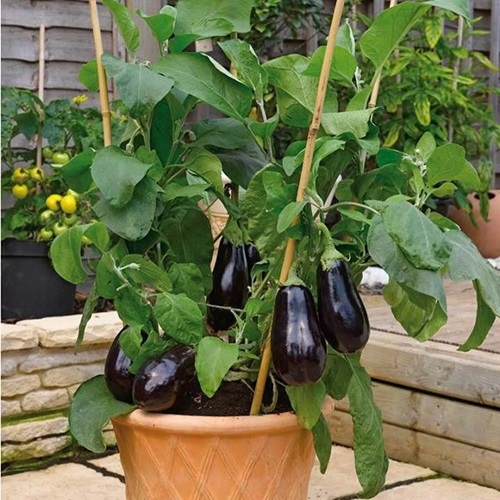 Keep 5-6 Fruits Per Plant for Large Varieties