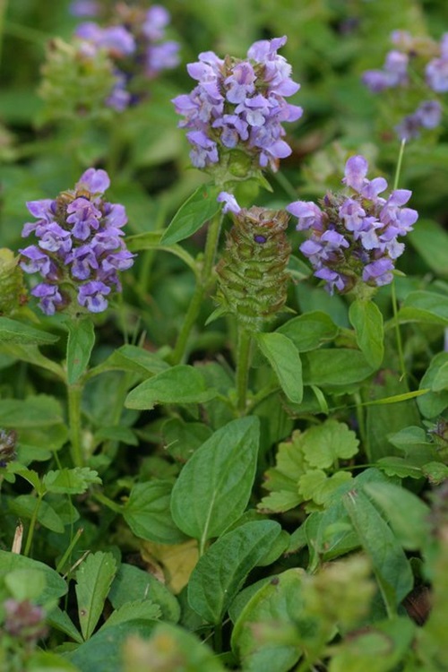 Common Purple Flower Weeds in Grass