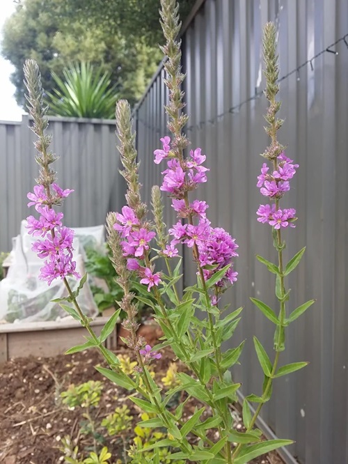 top Common Purple Flower Weeds in Grass