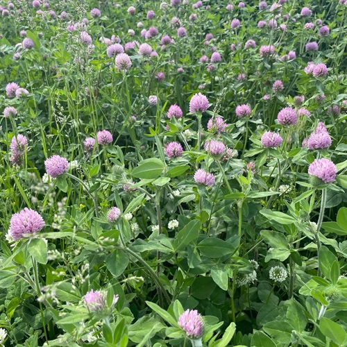 top Common Purple Flower Weeds in Grass