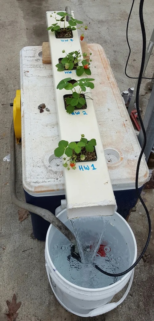 Simple Hydroponic Strawberries