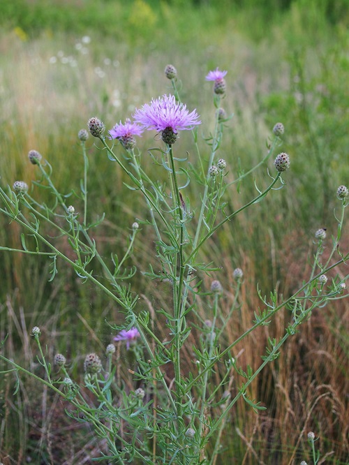 lovely Common Purple Flower Weeds in Grass