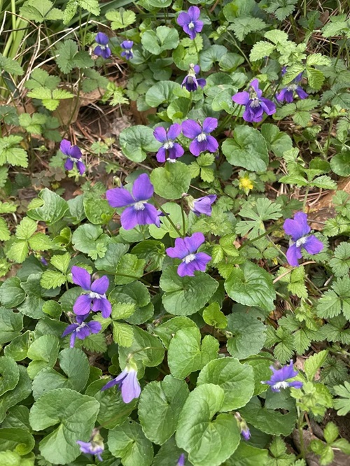 Common Purple Flower Weeds in Grass