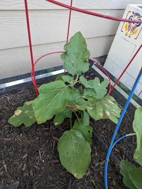 Discard Flowers and Leaves that Show the Signs of Pest Infestation