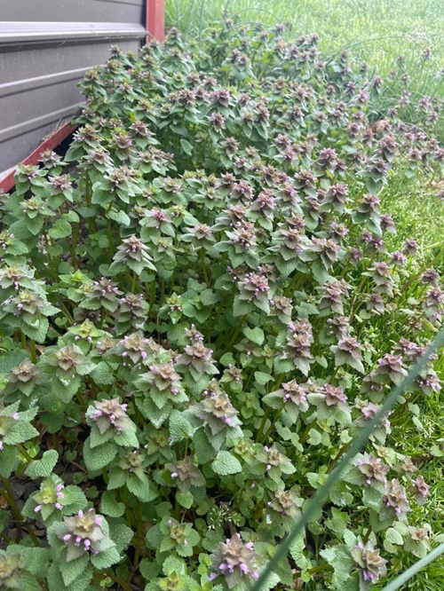 Common Purple Flower Weeds in Grass