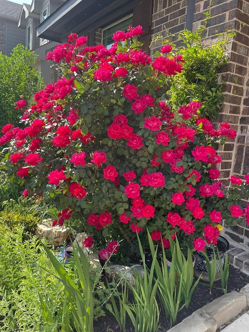 How to Prune Roses So They Bloom All Summer Long