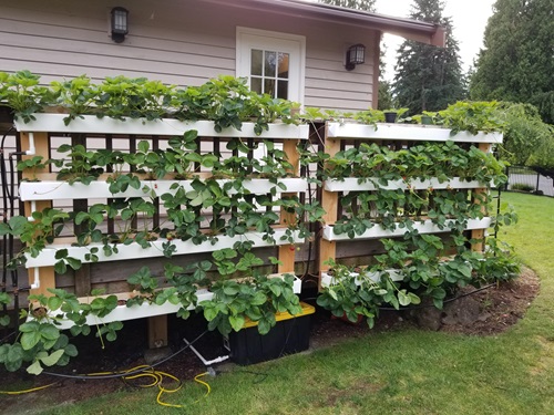 Wall-mounted Hydroponic Growing System