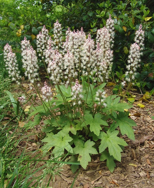Perennials that Flower in the Shade