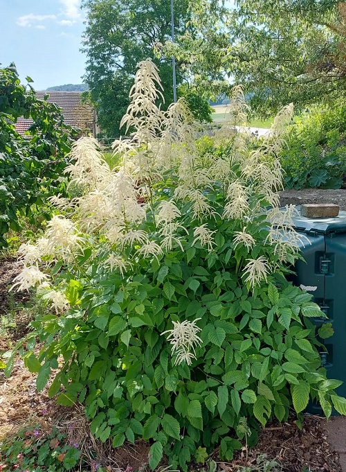 Perennials that Flower in the Shade