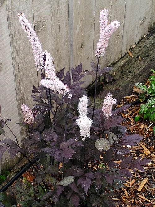 Perennials that Flower in the Shade