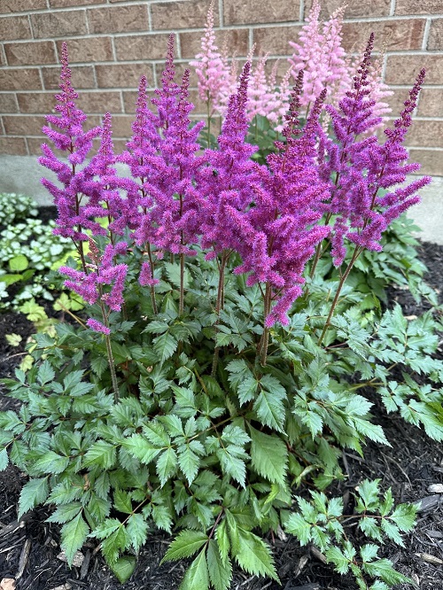 Perennials that Flower in the Shade