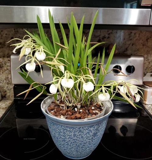Orchid Varieties that Thrive Indoors