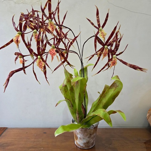 Orchid Varieties that Thrive Indoors