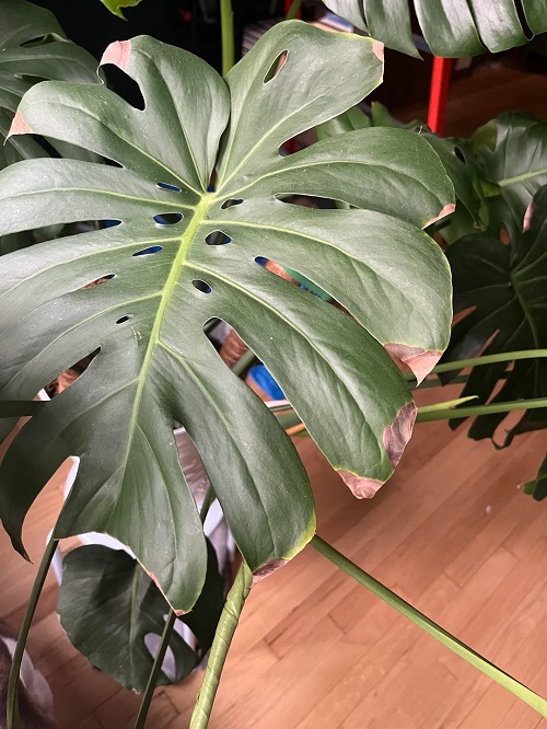 Browning tips on monstera leaves