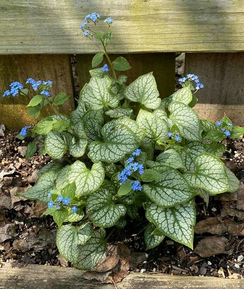 Perennials that Flower in the Shade