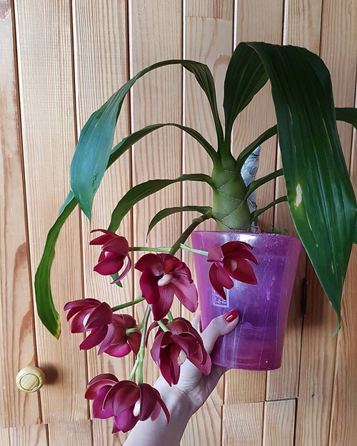 Orchid Varieties that Thrive Indoors