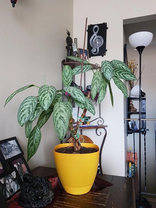 Chinese Evergreen