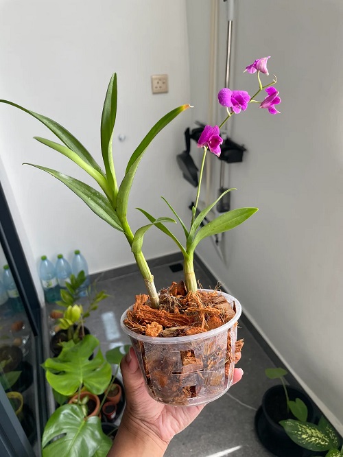 coconut husk in orchid for healthy blooms