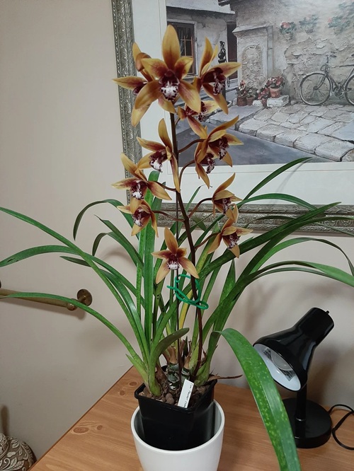 Orchid Varieties that Thrive Indoors