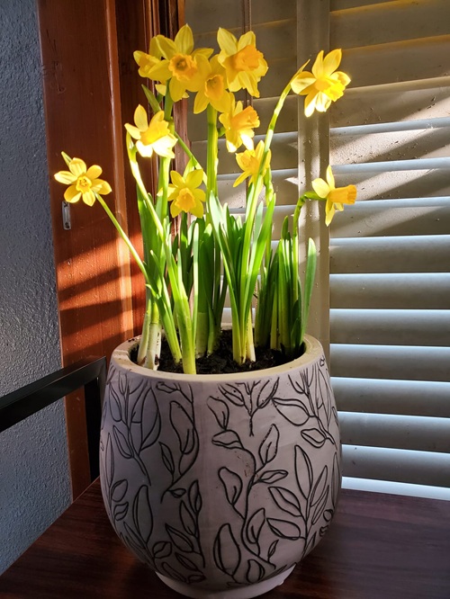 Daffodils