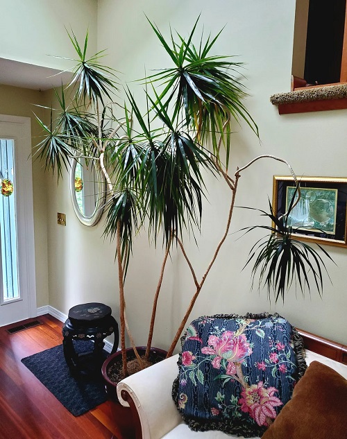 Dracaena indoor