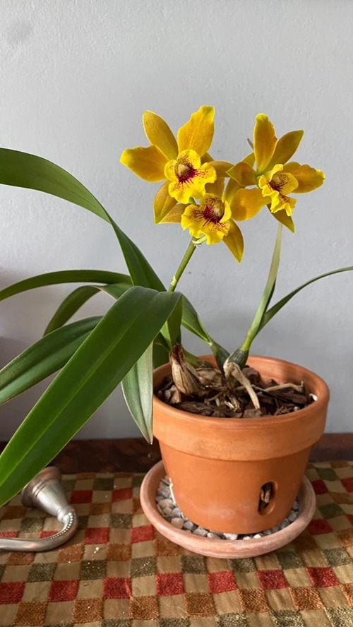 Orchid Varieties that Thrive Indoors