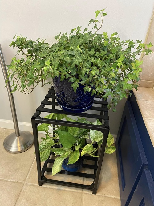 English ivy