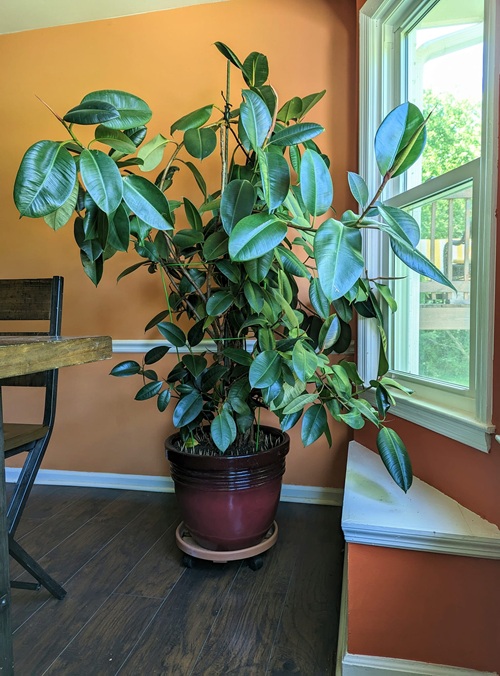 Ficus tree and rubber tree, Ficus benjamina, F. elastica