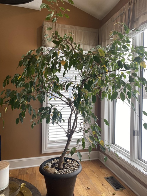 Ficus tree and rubber tree, Ficus benjamina, F. elastica