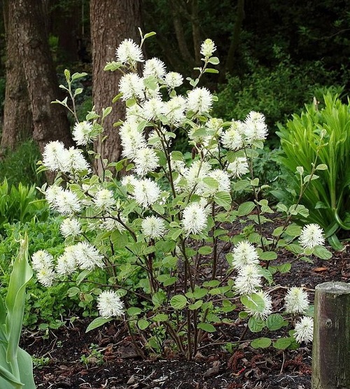 Perennials that Flower in the Shade